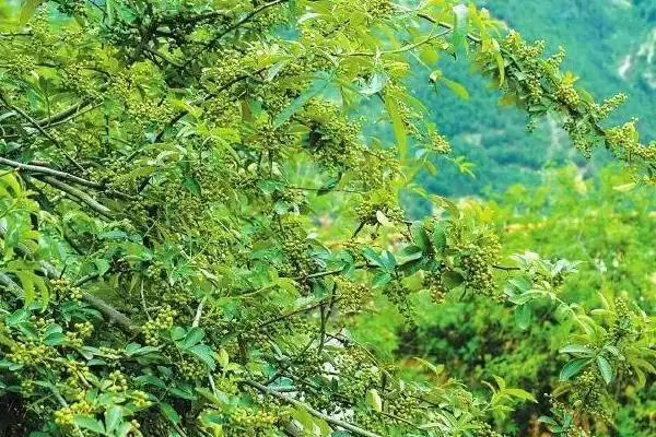 图片[5]-山西省左权县的特产，左权绵核桃、大青山羊等特产介绍-会东网