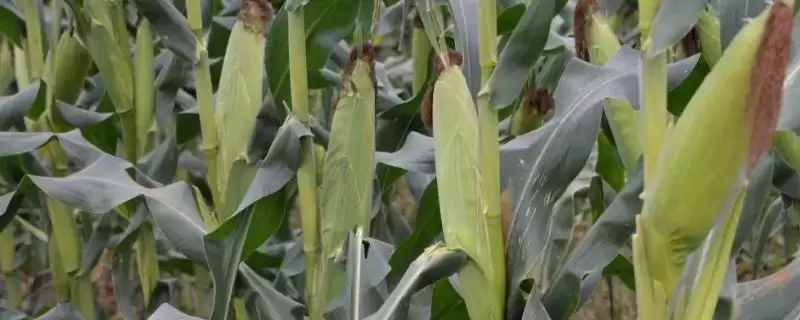 梦玉369玉米种子介绍，103.5天平均生育期成焦点-会东网