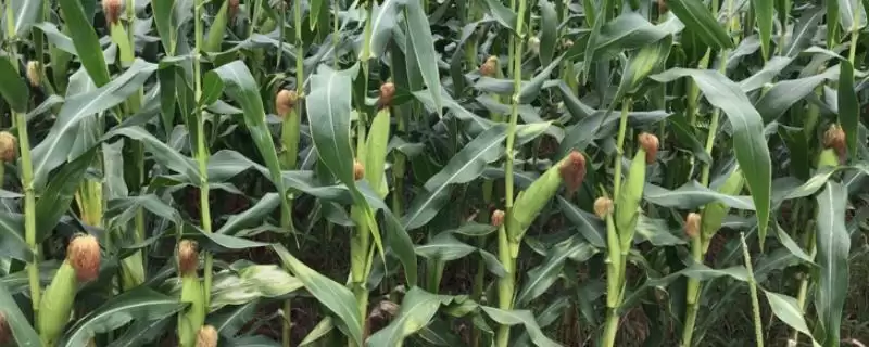 甜糯玉米怎么种植？初春双膜覆盖播种栽培法-会东网