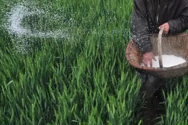 图片[4]-尿素使用误区揭秘，作种肥易毒害作物要点-会东网