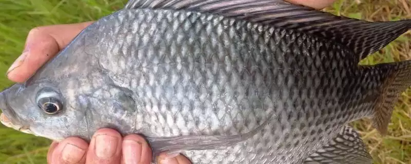 罗非鱼食物揭秘,浮游动植物饲料为主要点-会东网