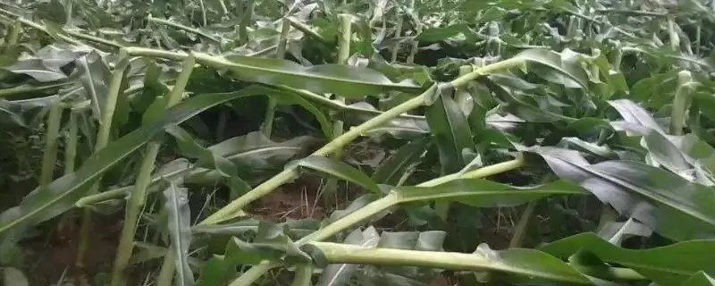 利合2168玉米种子特性揭秘,密度4500-5000株/亩数据公布-会东网