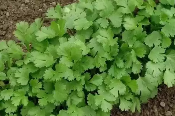 图片[5]-立秋后农作物种植揭秘，油菜、红菜苔、萝卜等推荐解读-会东网