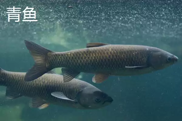 图片[4]-青鱼和草鱼的区别，科属、形态和栖息环境不同之处详解-会东网