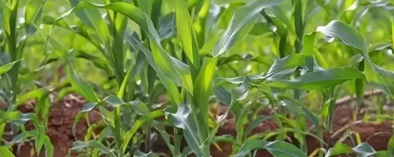 兰库8165玉米种子特性曝光，病虫害防治要点全面解读-会东网