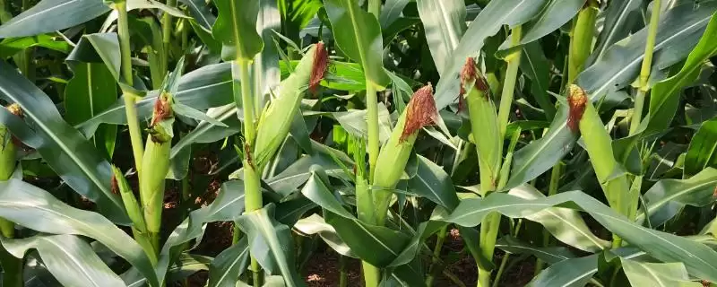 闽花甜糯136玉米品种登场,中抗小斑病优势受关注-会东网