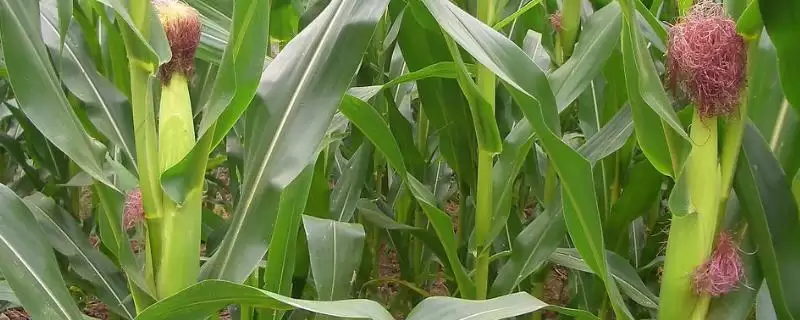 天塔107玉米品种有啥特性？播种深度5厘米左右-会东网
