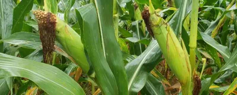 霖玉171玉米种子登场，穗腐病等病虫害防治要点解读-会东网