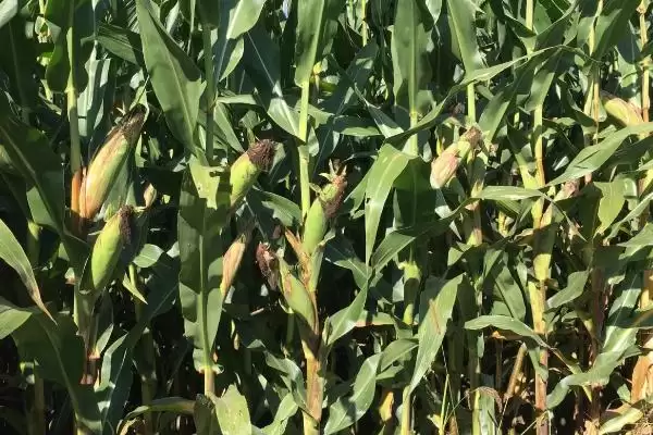 图片[3]-绿玉6号玉米品种登场，中抗纹枯病(病指47)优势-会东网