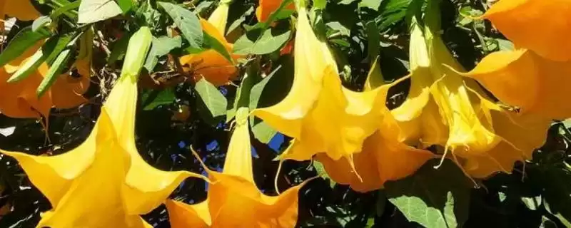 曼陀罗花语揭秘,无间与死亡之爱寓意全解析-会东网