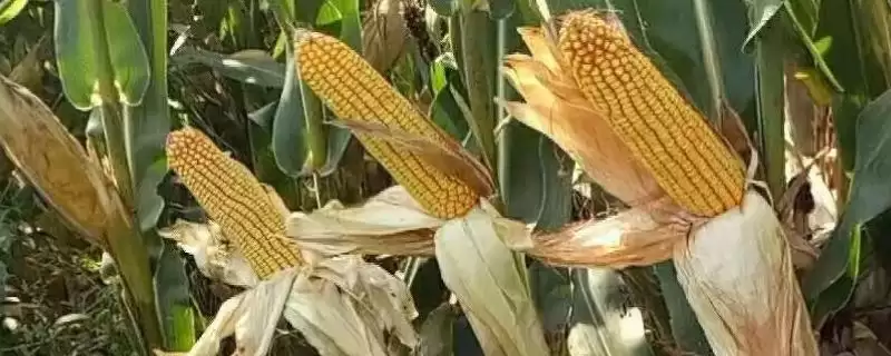 乐土K8玉米品种特性揭秘，适宜密度4500株／亩左右数据公布-会东网