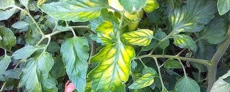 镁肥对植物作用揭秘，助力作物增产效果显著-会东网