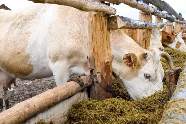 图片[3]-牛快速拉骨架饲料揭秘，玉米等成适宜选择受瞩目-会东网