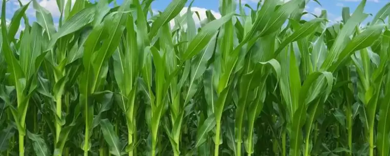京科355玉米种子上线，6月中旬至下旬适宜播期公布-会东网
