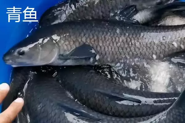 图片[2]-青鱼和草鱼的区别，科属、形态和栖息环境不同之处详解-会东网