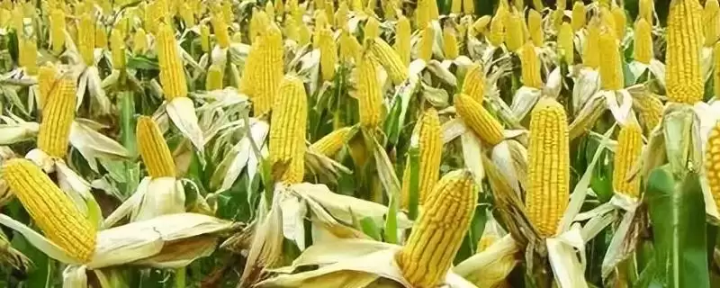 陇甜1号玉米品种来袭，高抗红叶病特性亮点突出-会东网