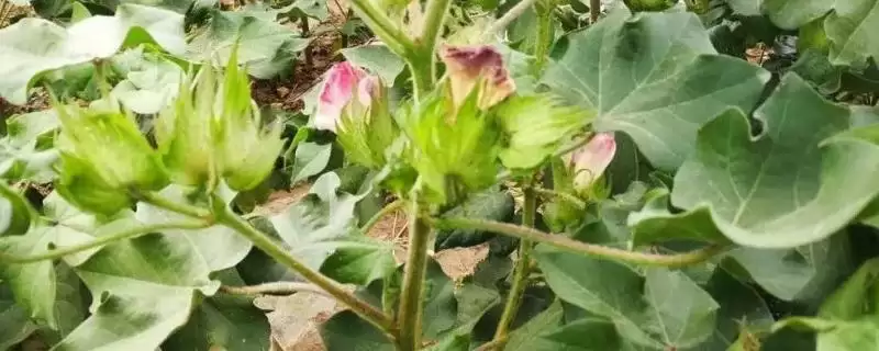 棉花蕾期病虫害防治揭秘,农业化学防治全解析-会东网