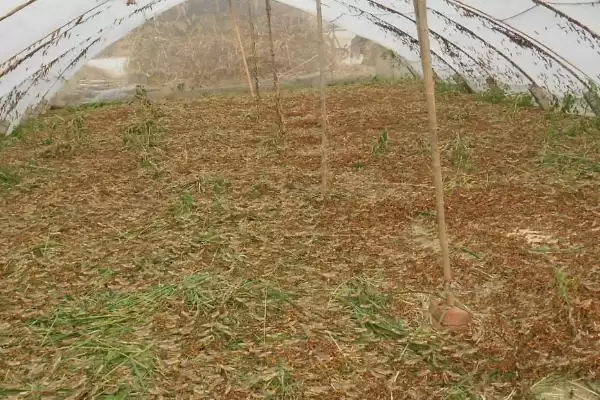 图片[4]-蚂蚱食物揭秘，以植物叶片为食特性受关注-会东网