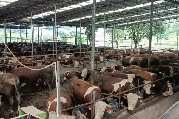 图片[3]-酒糟喂羊好处揭秘，增进食欲等功效要点解读-会东网