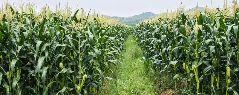 密甜糯2号玉米种子介绍，防治大斑病要点需留意-会东网