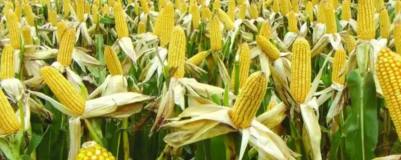 润民1809玉米种子特征特性，4月下旬至5月上旬播种要点-会东网