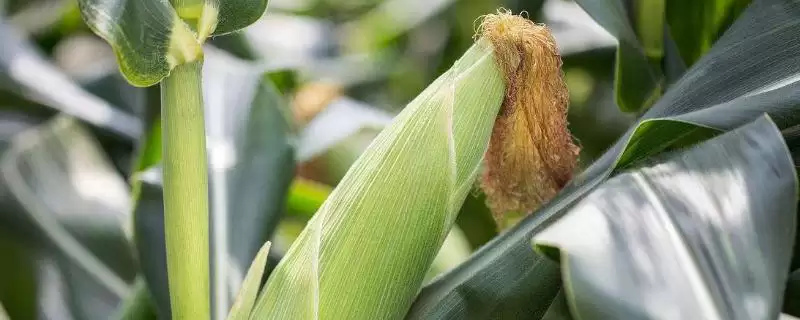 泰航1号玉米种子啥特性？放赤眼蜂防玉米螟虫要点-会东网