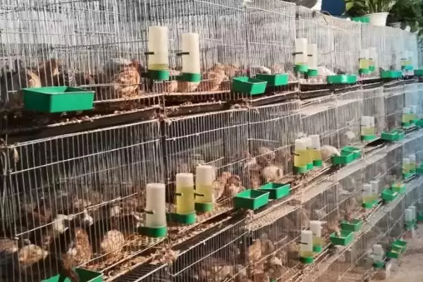 图片[2]-芦丁鸡室内养殖危害剖析，气味大易扰民现象深度探讨-会东网