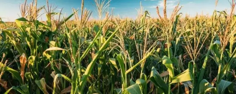 农华816玉米种子介绍，6月上中旬播种期受关注-会东网