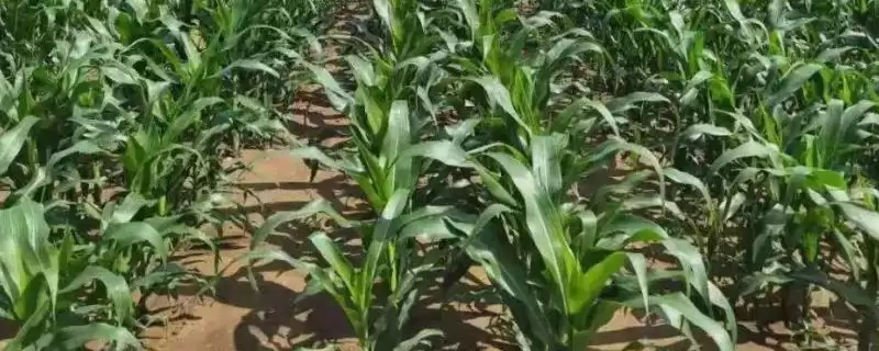 凌糯101玉米品种特性揭秘，4月下旬-5月上旬春播期公布-会东网