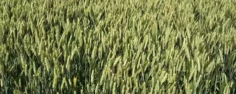 科茂60小麦种子上线，中抗叶锈病特性要点公布-会东网