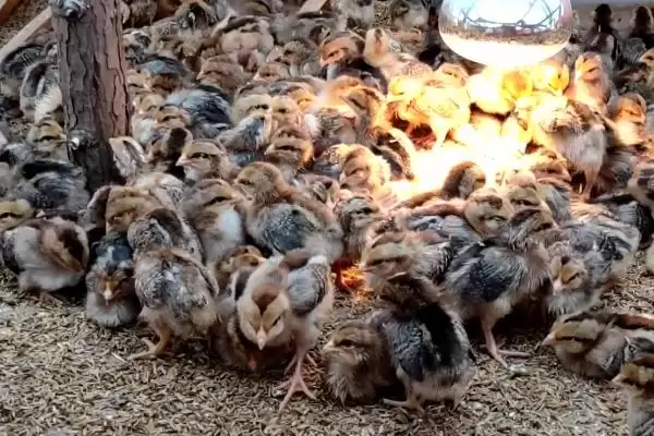 图片[4]-饲养小鸡的食物选择，小米、青菜、小虫均可饲喂的多样选择-会东网