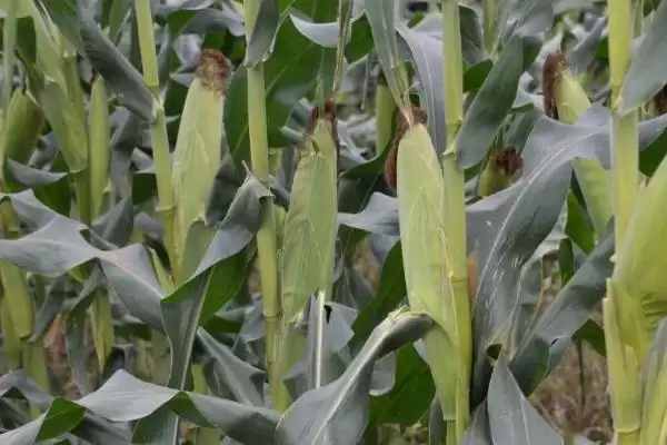 图片[4]-康农玉555玉米种子特性曝光，3月下旬至4月初播种时间公布-会东网