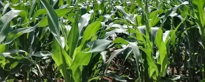 龙玉118玉米种子上线，春植生育期105-106天曝光-会东网