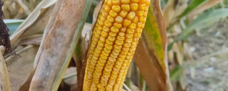 巧可丽905玉米品种特性，抽雄前后防治蚜虫和钻心虫的要点-会东网