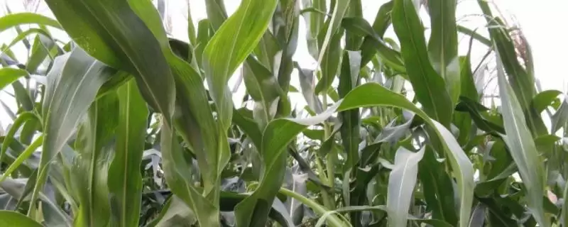 潞玉1850玉米品种登场，起垄或播种施足底肥要点-会东网