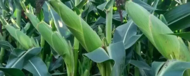 鲁星5号玉米品种特性揭秘，夏播107天生育期成亮点-会东网