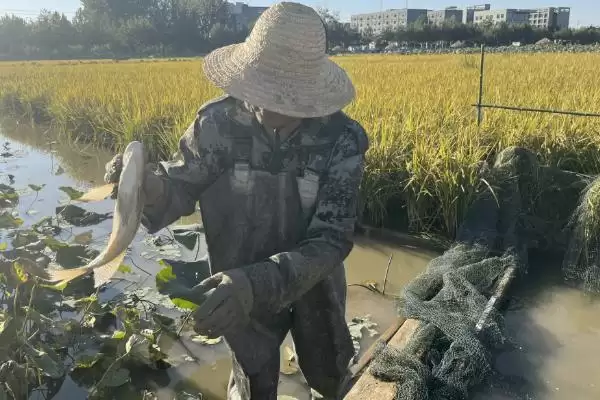 图片[3]-罗非鱼养殖模式揭秘，四种模式任选要点解读-会东网