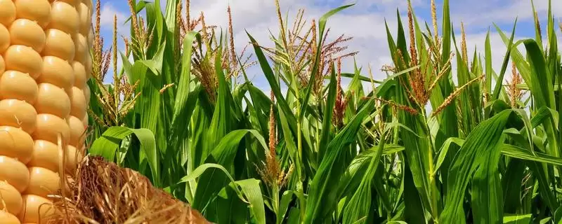 太育1号玉米品种有啥特性?选择中等以上肥力地块-会东网