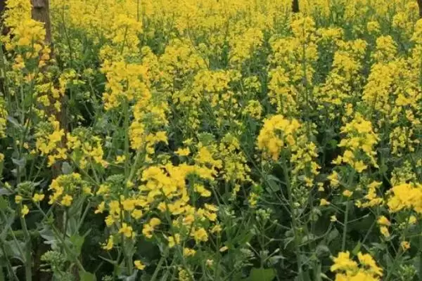 图片[2]-立秋后农作物种植揭秘，油菜、红菜苔、萝卜等推荐解读-会东网