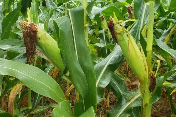图片[4]-绵单1308玉米品种特性揭秘，中抗南方锈病优势-会东网