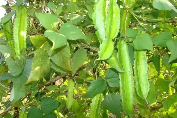 图片[6]-植物分为哪两个大类(植物分为种子植物和孢子植物)？-会东网