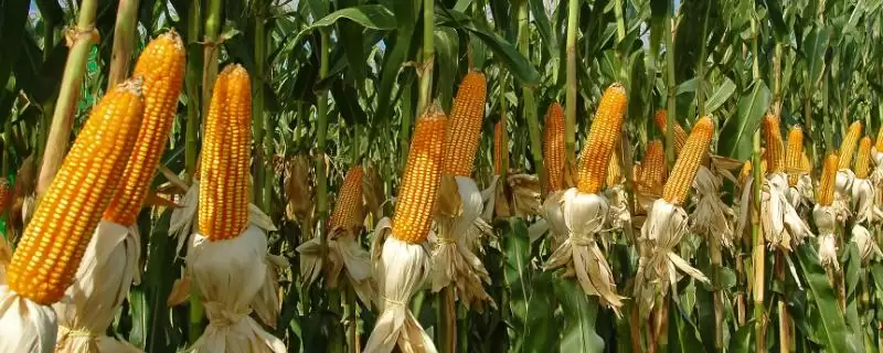 旺禾6号玉米品种有啥特性？接种鉴定中抗大斑病-会东网