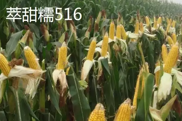 图片[2]-适合江苏种植的玉米品种，常见4种品种的详细介绍-会东网