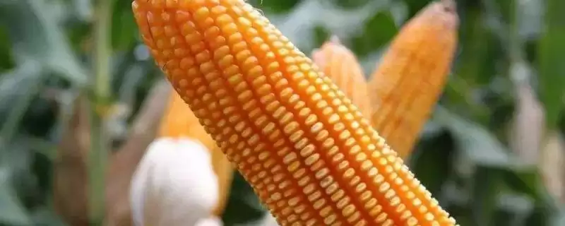 世宾9玉米种子特征特性，中抗灰斑病（1-5级）的抗病能力-会东网