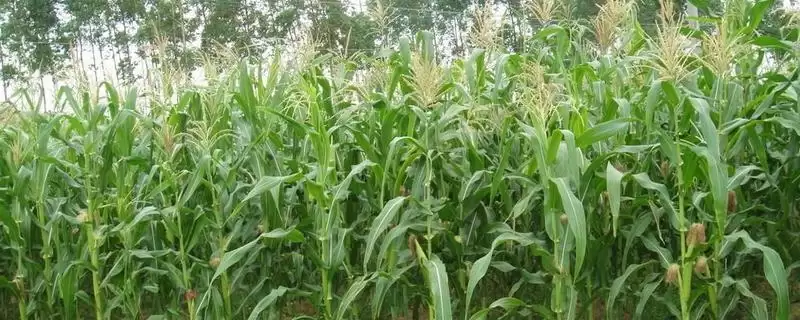 品瑞甜3号玉米种子啥样?播种需深浅一致-会东网