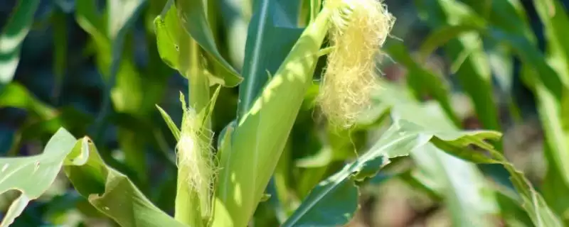 万彩糯88玉米品种有啥特性？该品种属中熟杂交糯玉米-会东网