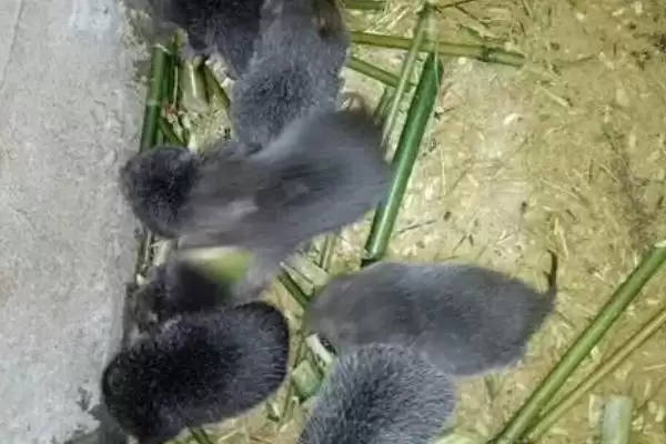 图片[6]-竹鼠怎么养殖(竹鼠养殖幼鼠每天要投喂2次)？-会东网
