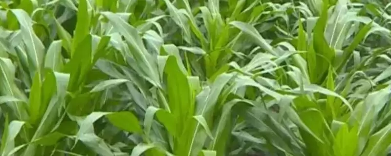 斯达糯59玉米品种特性，种植密度每亩3500株左右的考量-会东网