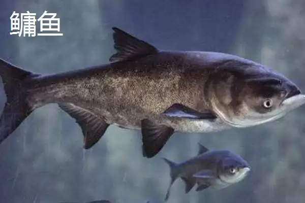 图片[6]-统爆鲢鳙是什么？可作为野钓鲢鳙的主攻饵-会东网
