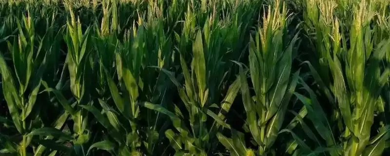 天龙华玉988玉米种子有啥特点?中抗茎腐病的能力-会东网